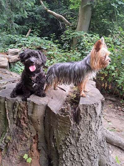 31. Collagen Challenge - Bänke/ Steine /Baumstümpfe-Beitrag-Bild