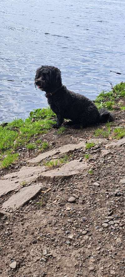 TierschutzhundeStammtisch🐕-Beitrag-Bild