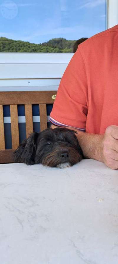 35.Collagen Challenge:„Bettelblick"-Beitrag-Bild