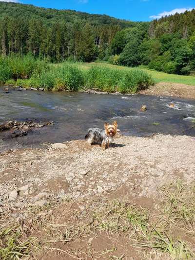 Dogorama Photo Challenge - schönster Gassiausblick-Beitrag-Bild