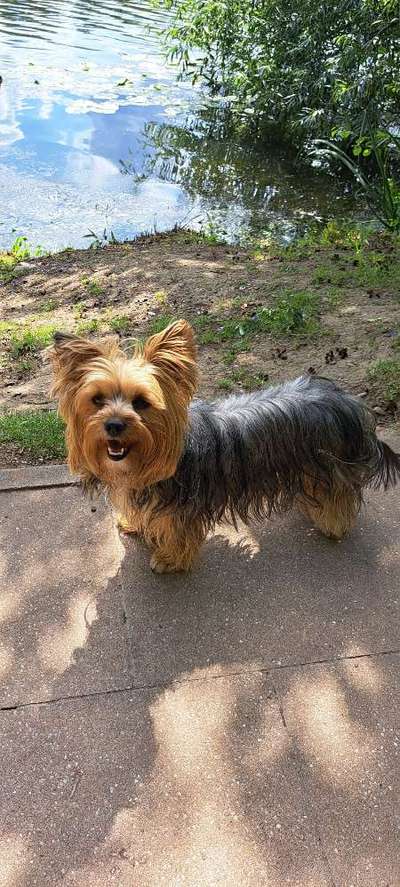 43. Collage Challenge - Schattenspiele-Beitrag-Bild