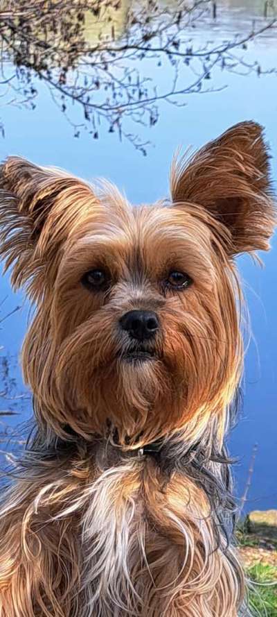 Hunde Porträt (Portrait) Galerie....-Beitrag-Bild