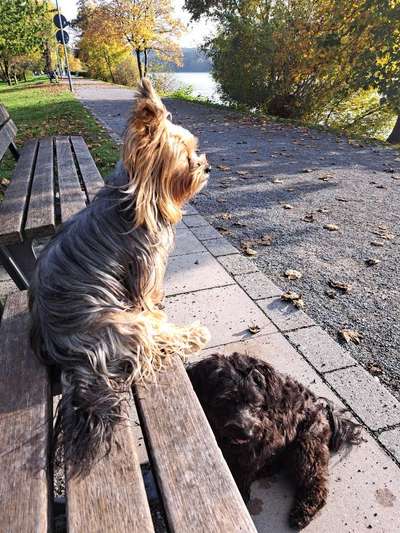 Dogorama Photo Challenge - Gassipause-Beitrag-Bild