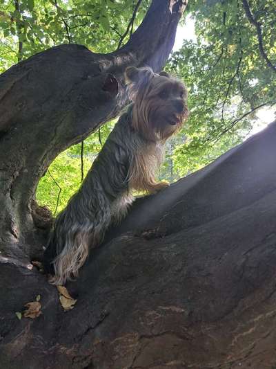 Handy Foto Challenge Nr. 49: Mein Freund der Baum-Beitrag-Bild