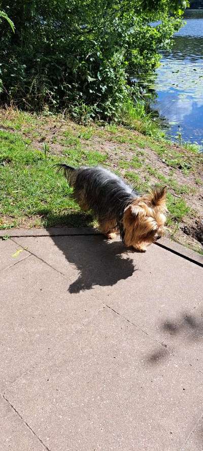 43. Collage Challenge - Schattenspiele-Beitrag-Bild