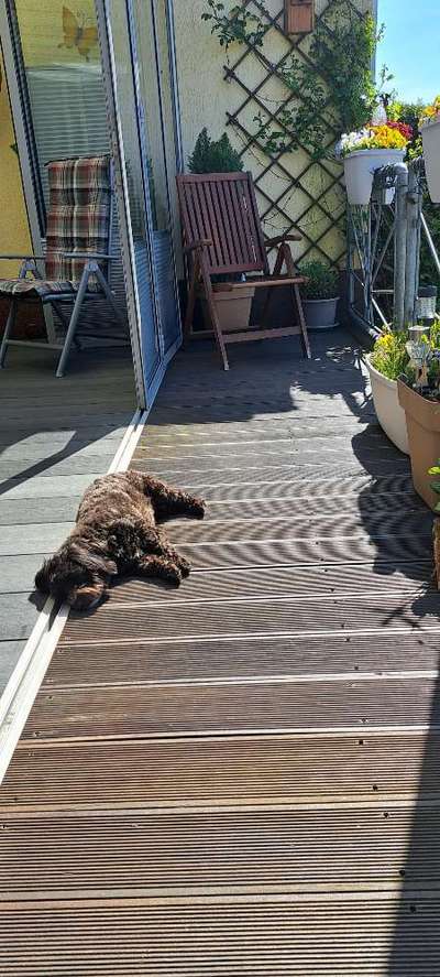 52. Collagenchallenge: Dein Hund im Sonnenschein-Beitrag-Bild
