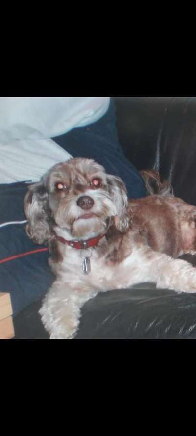 Unsere Fellnasen im Regenbogenland-Beitrag-Bild