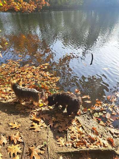 43. Collage Challenge - Schattenspiele-Beitrag-Bild