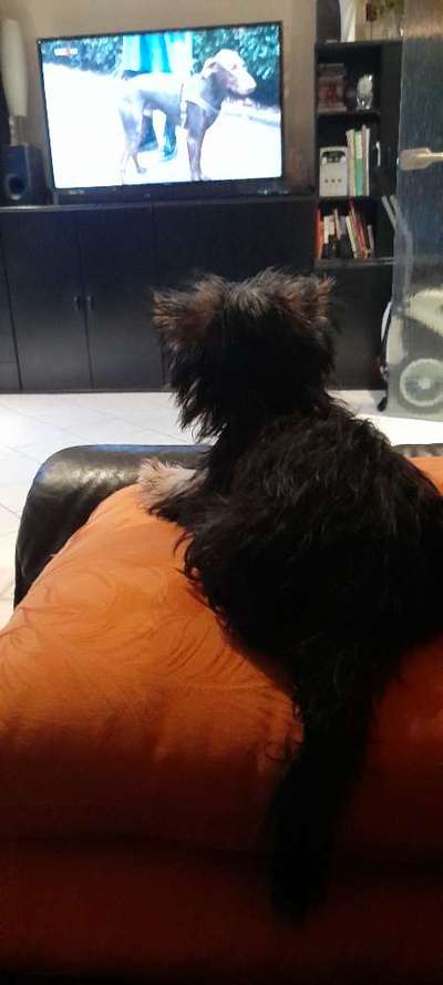 Dogorama Photo Challenge - Wir schauen fern (TV)-Beitrag-Bild