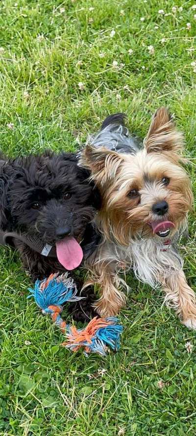 Dogorama Photo Challenge - Gegensätze-Beitrag-Bild