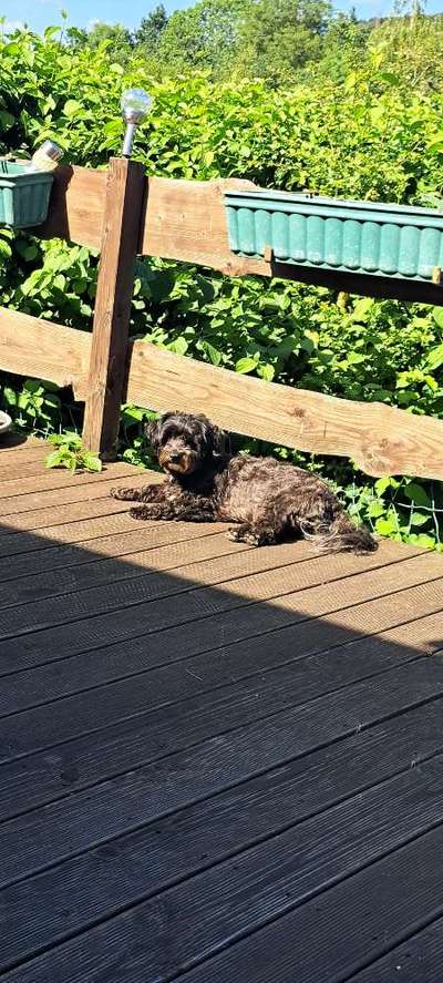 52. Collagenchallenge: Dein Hund im Sonnenschein-Beitrag-Bild