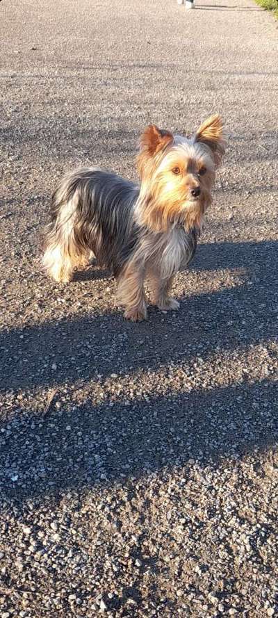 149. Foto Challenge: Wer ist hier der Boss!-Beitrag-Bild