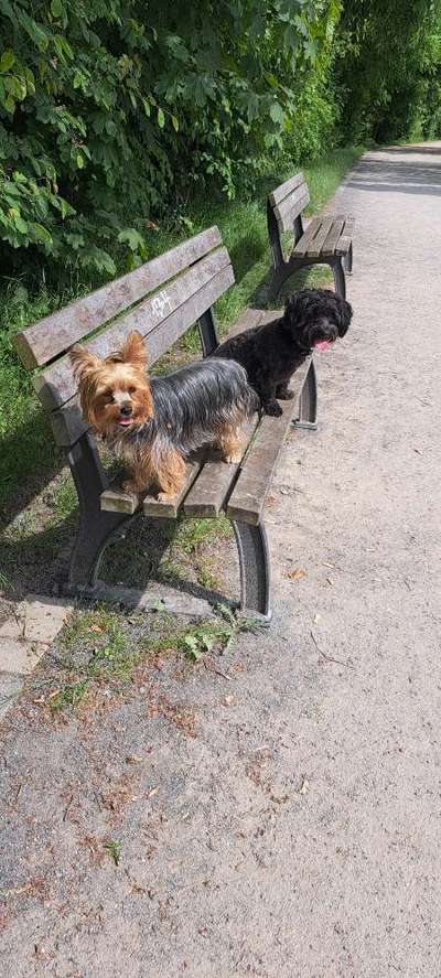 TierschutzhundeStammtisch🐕-Beitrag-Bild