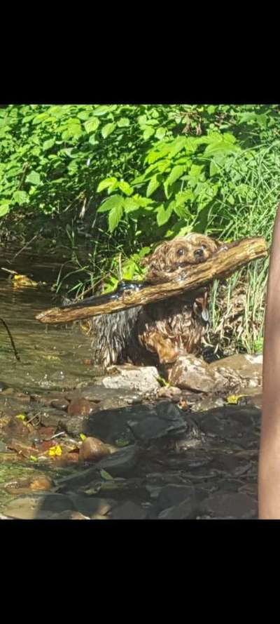 Knüppel aus dem Wald Foto Wettbewerb-Beitrag-Bild