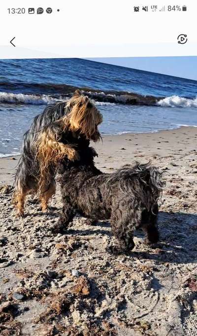 Fotowettbewerb : Hundekommunikation-Beitrag-Bild