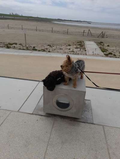 31. Collagen Challenge - Bänke/ Steine /Baumstümpfe-Beitrag-Bild