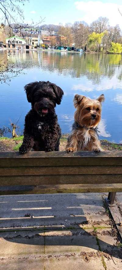 31. Collagen Challenge - Bänke/ Steine /Baumstümpfe-Beitrag-Bild