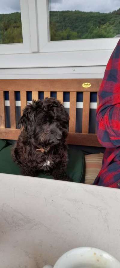 35.Collagen Challenge:„Bettelblick"-Beitrag-Bild