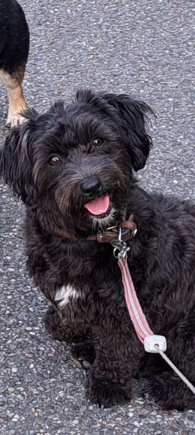 35.Collagen Challenge:„Bettelblick"-Beitrag-Bild