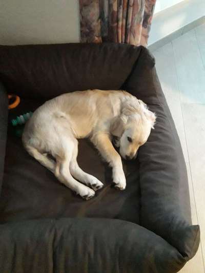 Wo sind die Golden Retriever Liebhaber?-Beitrag-Bild