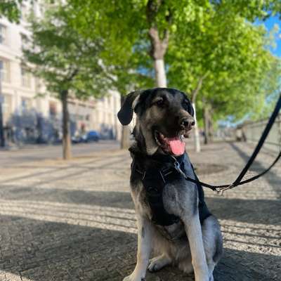 Hundetreffen-Suchen Junghund zum Spielen-Bild