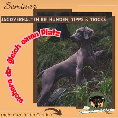 Giftköder-Jagdverhalten bei Hunden Tipps und Trick-Bild