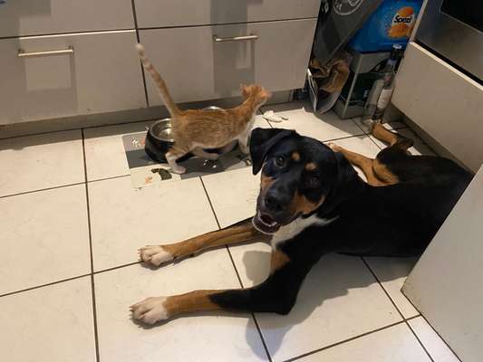 Hunde aus Griechenland-Beitrag-Bild