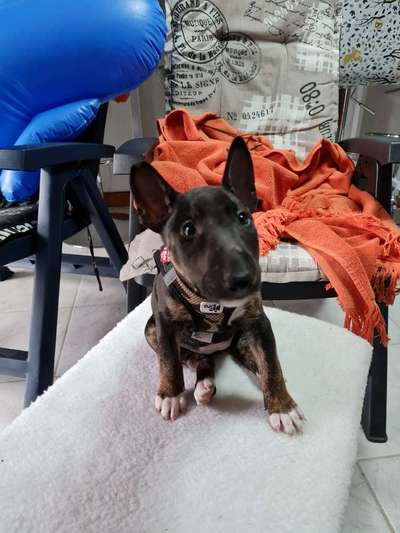 Welpen Bilder !-Beitrag-Bild