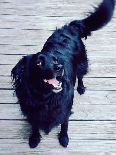 Mischlingshunde Foto Aufruf-Beitrag-Bild