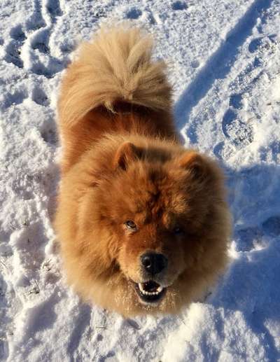 Chow Chows?-Beitrag-Bild