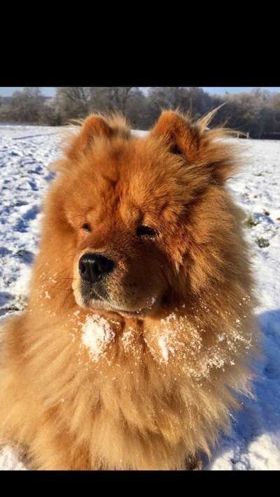 Chow Chows?-Beitrag-Bild