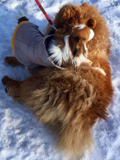 Chow Chows?-Beitrag-Bild