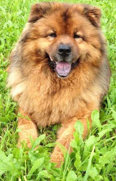 Chow Chows?-Beitrag-Bild