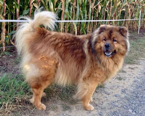 Chow Chows?-Beitrag-Bild