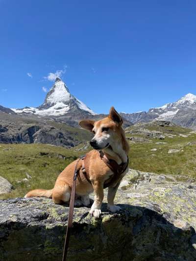 Mischlingshunde Foto Aufruf-Beitrag-Bild