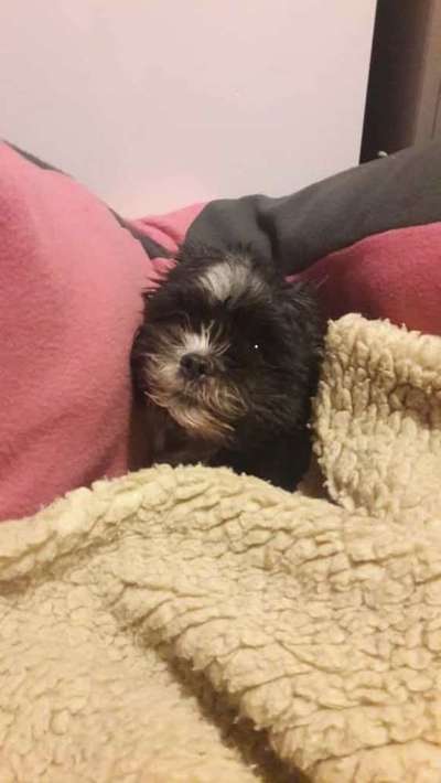 Die besten Hundeblicke 🐾❤️-Beitrag-Bild