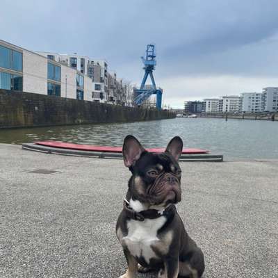 Hundetreffen-Bieber-Profilbild