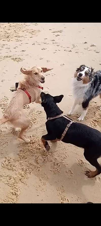 Hier ist der Spaßthread. Zum Schmunzeln und Kaputtlachen-Beitrag-Bild