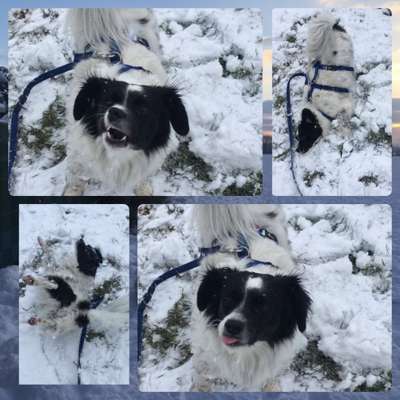 Dogorama Photo Challenge - Es wird nochmal kalt!-Beitrag-Bild