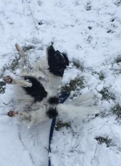 Dogorama Photo Challenge - Tarnung ist alles-Beitrag-Bild