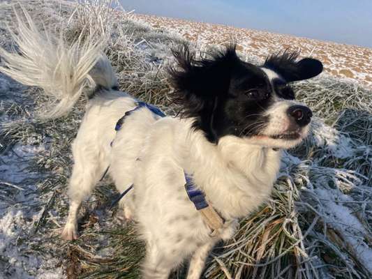 Dogorama Photo Challenge - Portrait-Beitrag-Bild