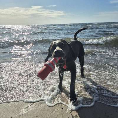 Hundetreffen-Murphy freut sich über jeden-Bild