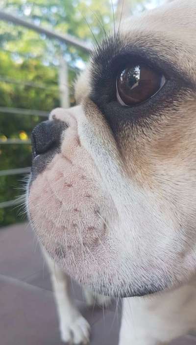 Zeigt mir die tollste Nahaufnahme von eurer Fellnase-Beitrag-Bild