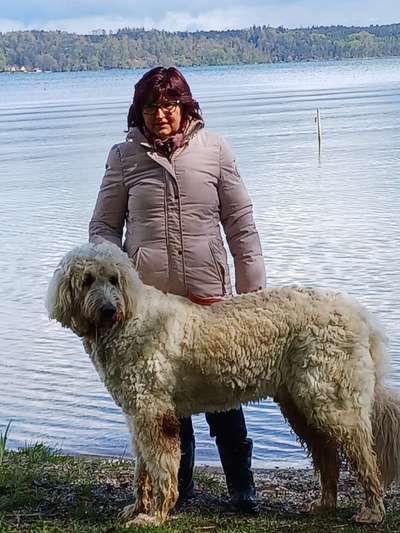 Herdenschutzhunde-Beitrag-Bild