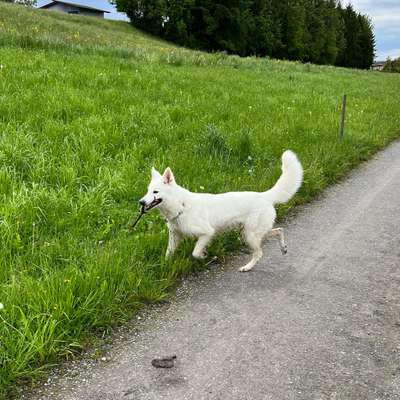 Hundetreffen-Social Dogwalk-Bild