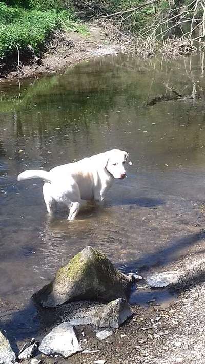 Labradorfans-Beitrag-Bild