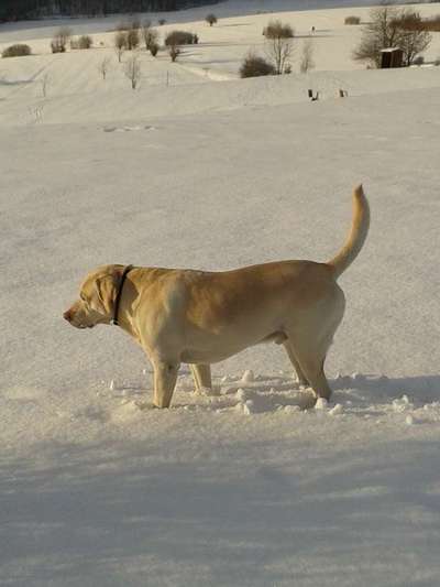 Labradorfans-Beitrag-Bild