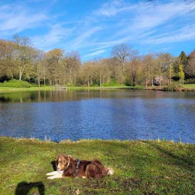Hundetreffen-Gassirunde im Bürgerpark Bremen-Bild