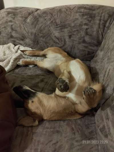 Hands,äh Pfoten up in the Air-Beitrag-Bild