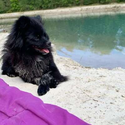 Hundetreffen-Hundetreff -kleine Hunde